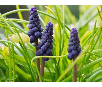 Объектив мануальный Вега-11У 2,8/50 (СССР, 1991)