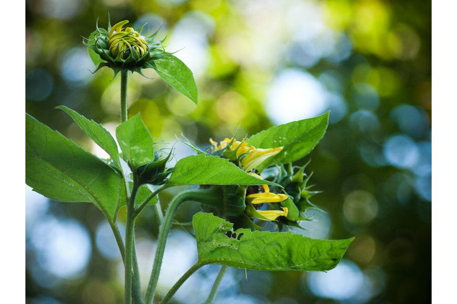 Объектив Юпитер-11 4/135 Contax RF / Киев