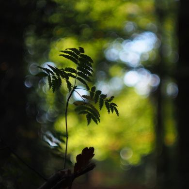 Советский мануальный объектив Гелиос 44М-4 f2/58mm