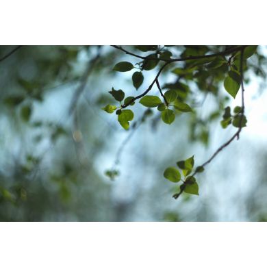 Гелиос 44М-6 2/58 для Canon EOS (1996)