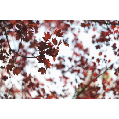 Гелиос 44М-6 2/58 для Canon EOS (1996)