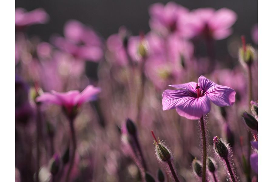 Супер макро Индустар-61Л/З 2.8/50 для Nikon