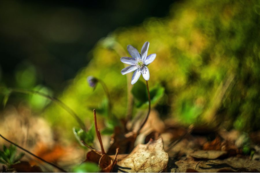 Новый мс Гелиос-44М-5 2/58 для Canon EOS