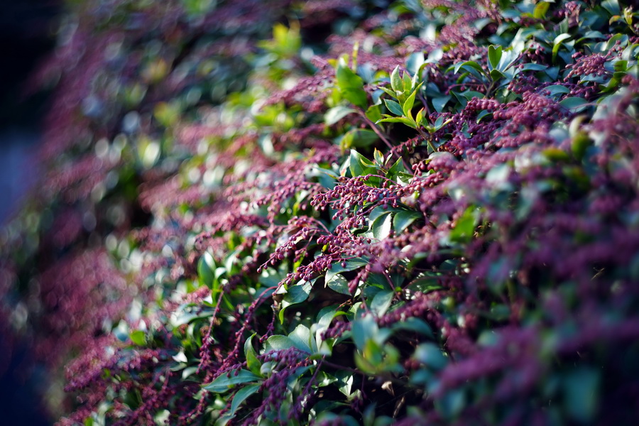 Новый мс Гелиос-44М-5 2/58 для Canon EOS