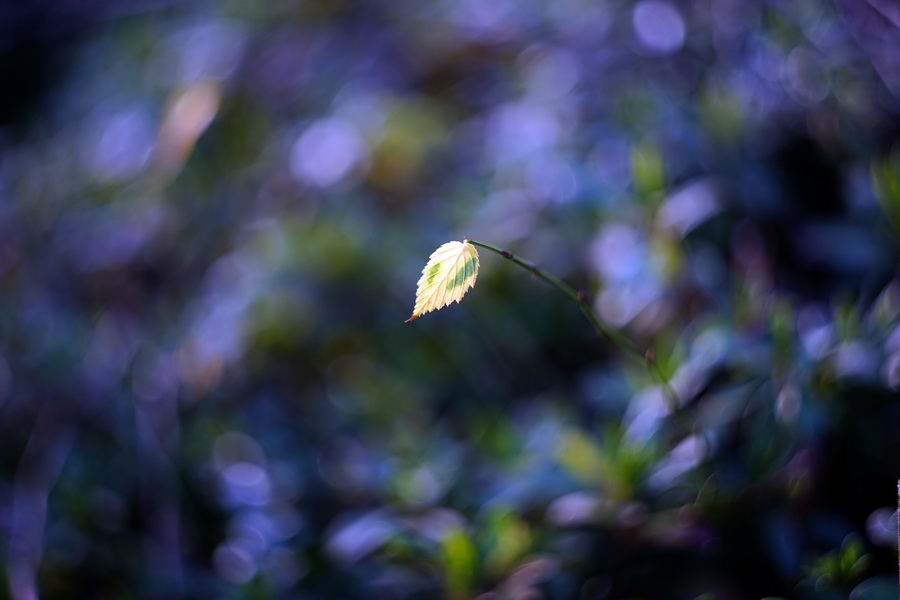 Новый мс Гелиос-44М-5 2/58 для Canon EOS