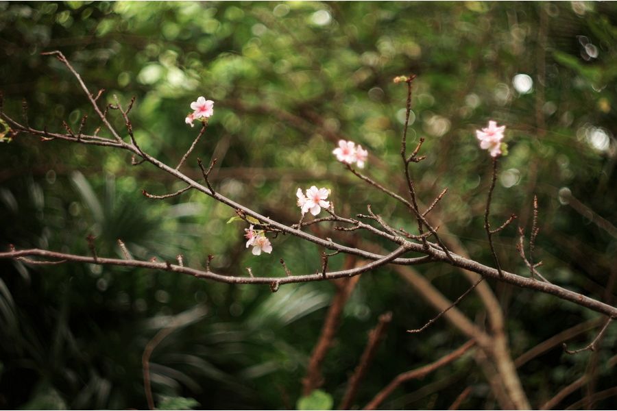 Helios-44-2 2/58mm для Nikon F