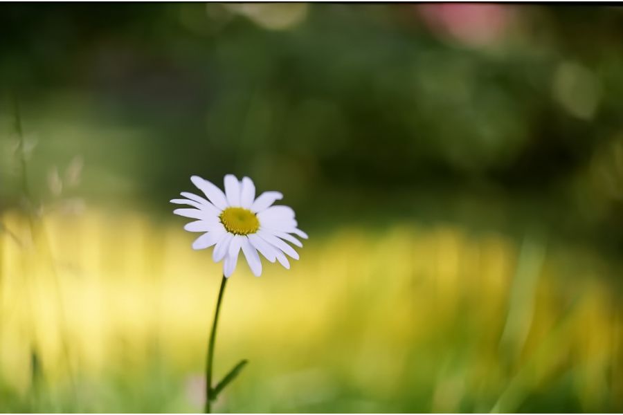 Гелиос 44М 2/58 КМЗ для Nikon (СССР, 1984)