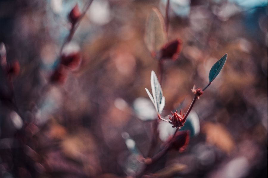 Гелиос 44М 2/58 КМЗ для Nikon (СССР, 1984)