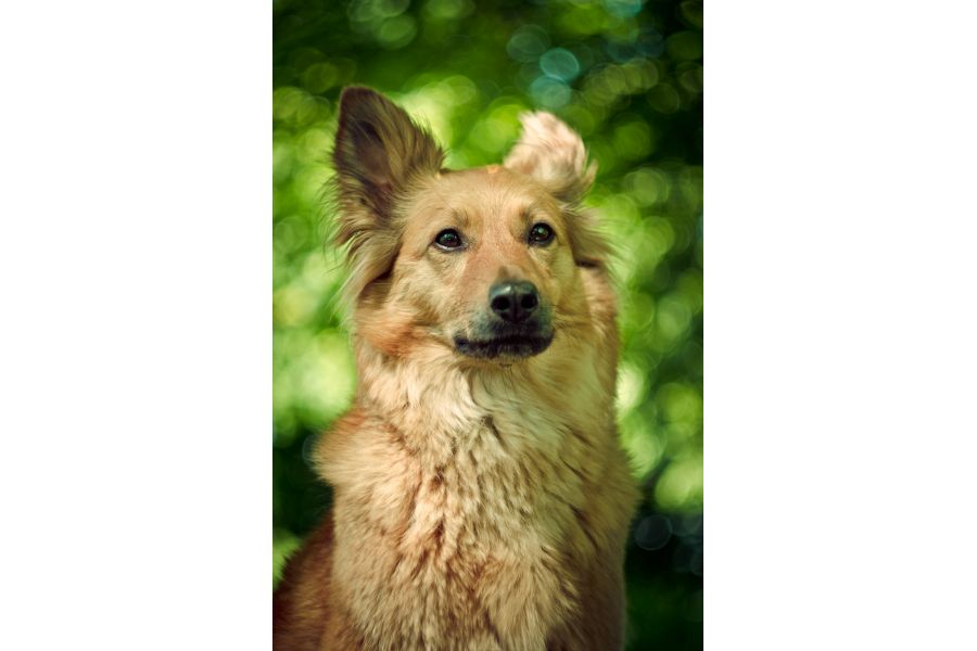 Гелиос 44М 2/58 КМЗ для Nikon (СССР, 1984)