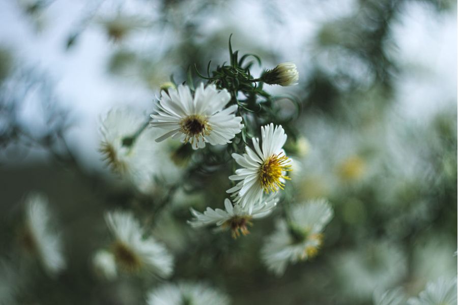 Гелиос 44М 2/58 КМЗ для Nikon (СССР, 1984)