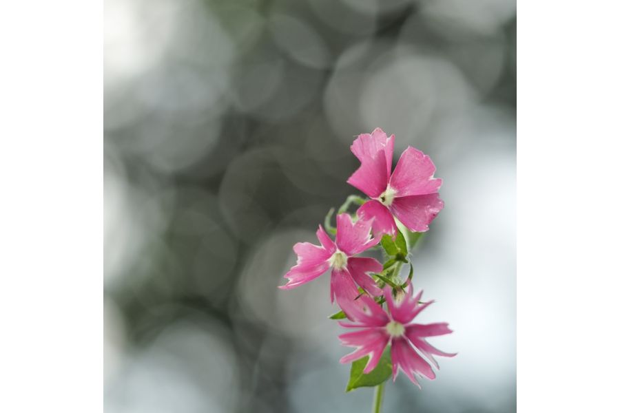 Olympus M.Zuiko Digital 60mm f/2.8 ED Macro MSC в упаковке