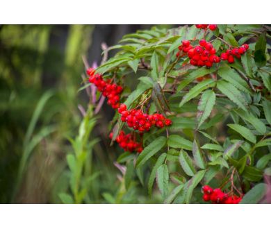 Tokina AF 28-210mm f/3.5-5.6